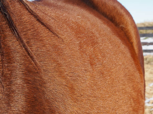 20170103nhblogwinterpasture2