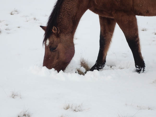 20170103nhblogwinterpasture4