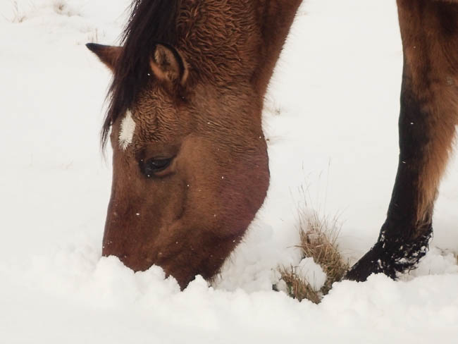 20170111nhblogwinterpasture10