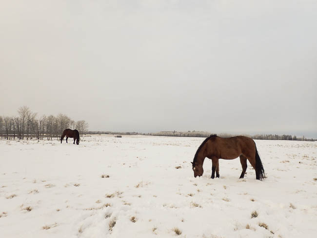 20170111nhblogwinterpasture11