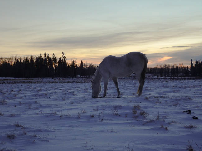 20170111nhblogwinterpasture13