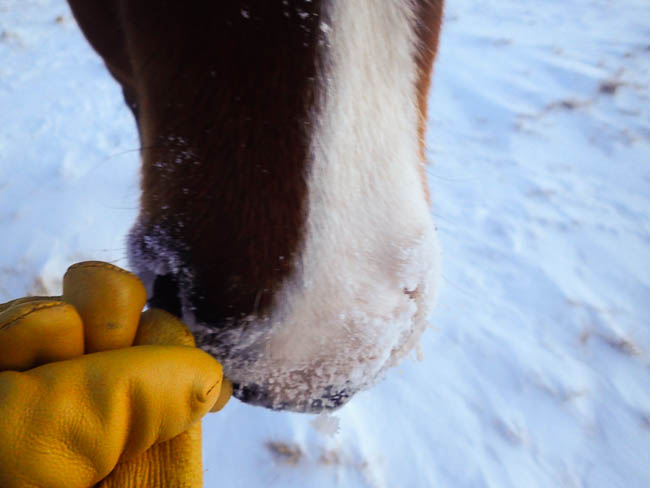 20170111nhblogwinterpasture14
