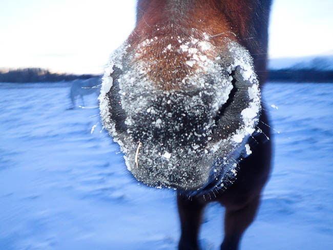 20170111nhblogwinterpasture15