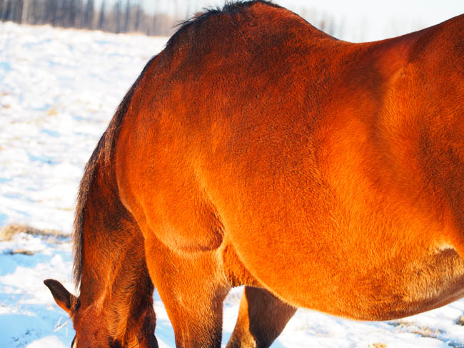 20170111nhblogwinterpasture17