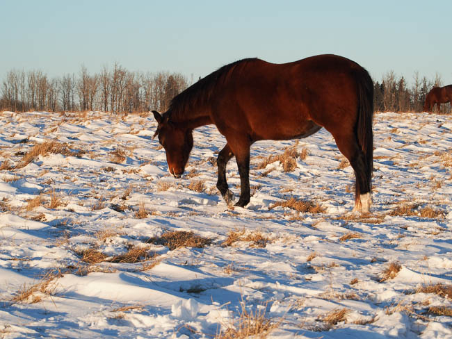 20170111nhblogwinterpasture18