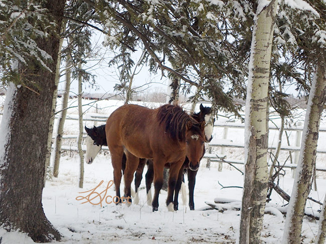 20170111nhblogwinterpasture5