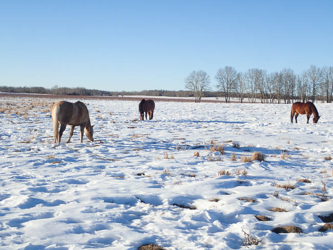 20170206nhblogwinterpasture22-jpg