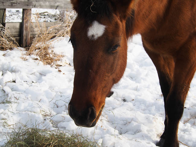 20170206nhblogwinterpasture24