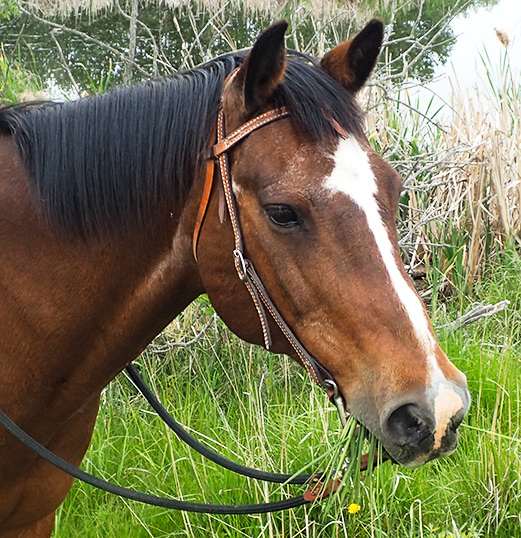 20170706-NHBlog3Old20160714-P7140088