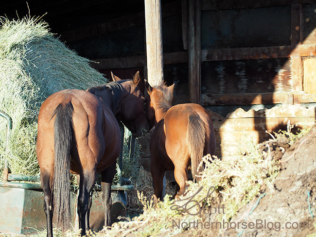 20170928-P9280275-Edit-Edit-2