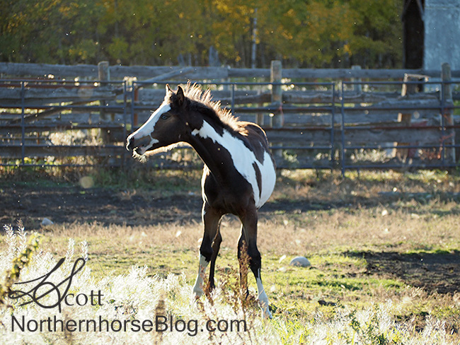 20170928-P9280289Lucy