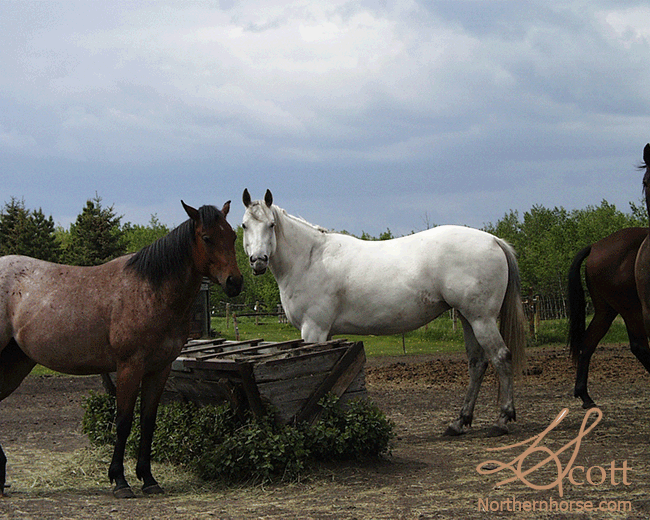 20171128AQHALegacyBreedersWoitte