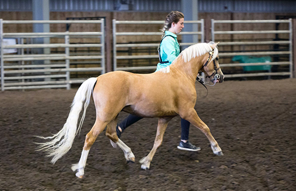 Welsh Mountain Pony 2-year-old colt, Sunburst Heart of Jubilee (Sunwillow Jubilee x Young's Heart Breaker) was the 2017 Supreme Champion Welsh. Shown and owned by Kasandra Miller. Michelle Walerius Photography.